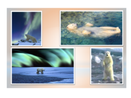 Конспект занятия по изобразительной деятельности с элементами аппликации в подготовительной группе «Полярный медведь», слайд 14