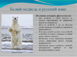 Конспект занятия по изобразительной деятельности с элементами аппликации в подготовительной группе «Полярный медведь», слайд 15