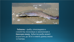 Эндемики Байкала, слайд 12