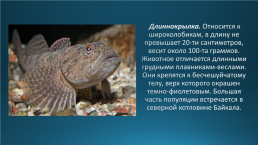 Эндемики Байкала, слайд 14