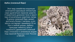 Эндемики Байкала, слайд 6