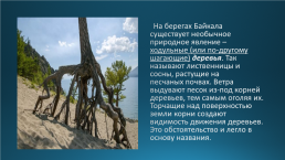 Эндемики Байкала, слайд 7