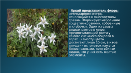 Эндемики Байкала, слайд 9