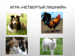 Домашние животные и их детёныши, слайд 11