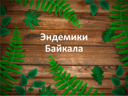 Эндемики Байкала, слайд 1