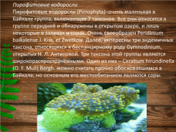 Эндемики Байкала, слайд 13