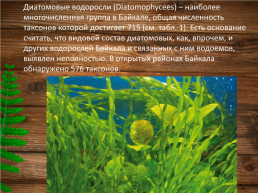 Эндемики Байкала, слайд 14