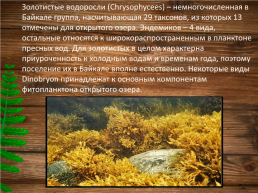 Эндемики Байкала, слайд 15
