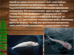 Эндемики Байкала, слайд 3