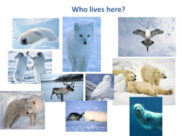 Arctic circle animals, слайд 4