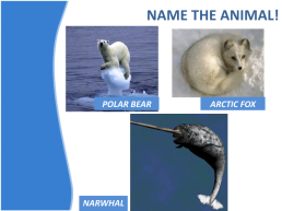 Arctic circle animals, слайд 6