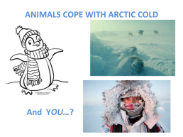 Arctic circle animals, слайд 7