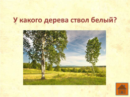 Что ты знаешь о деревьях?, слайд 11