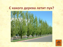 Что ты знаешь о деревьях?, слайд 20
