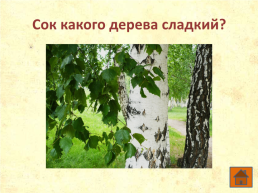 Что ты знаешь о деревьях?, слайд 8