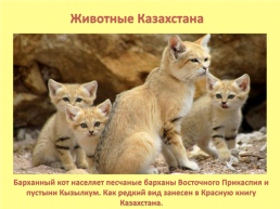 Знакомство с республикой Казахстан, слайд 10