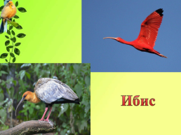Птицы красной книги: Реликты, слайд 9