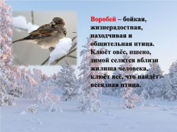 Зимующие птицы, слайд 5