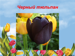 Гимн тюльпану, слайд 21