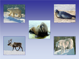 Животные холодных стран, слайд 21