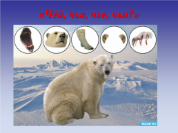 Животные холодных стран, слайд 23