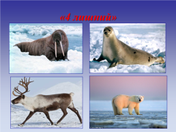 Животные холодных стран, слайд 26