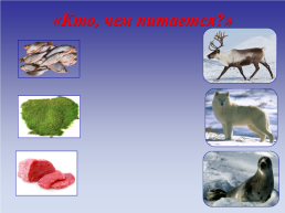 Животные холодных стран, слайд 31