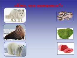 Животные холодных стран, слайд 32