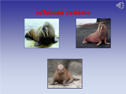 Животные холодных стран, слайд 35
