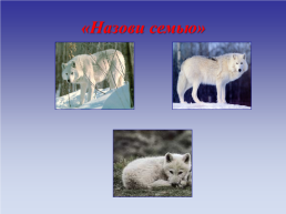Животные холодных стран, слайд 37