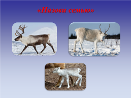 Животные холодных стран, слайд 40
