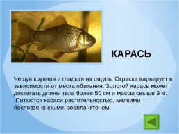 Рыбы Чувашии, слайд 5