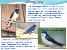 1 Апреля – Международный день птиц., слайд 12