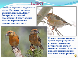 1 Апреля – Международный день птиц., слайд 16