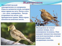 1 Апреля – Международный день птиц., слайд 6