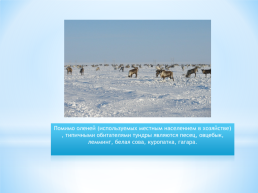Безлесные природные зоны Арктики Субарктики, слайд 9
