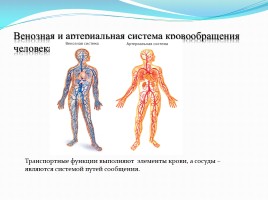 Система кровообращения человека, слайд 3