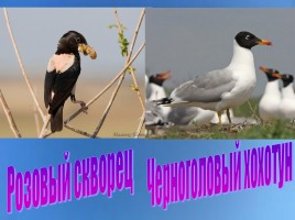 Родники и птицы озера Джарылгач и его побережья, слайд 11