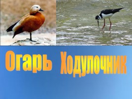 Родники и птицы озера Джарылгач и его побережья, слайд 12