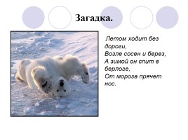 Белый медведь, слайд 1