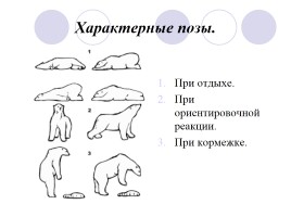 Белый медведь, слайд 11