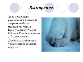 Белый медведь, слайд 16