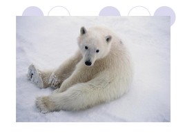 Белый медведь, слайд 5
