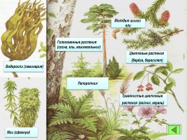 Основы систематики растений, слайд 12