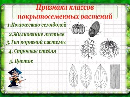 Основы систематики растений, слайд 19