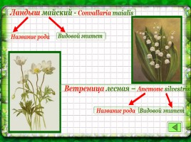 Основы систематики растений, слайд 7