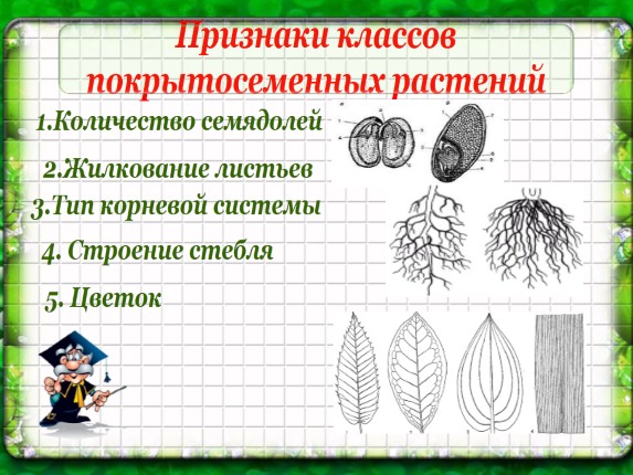 Основы систематики растений презентация