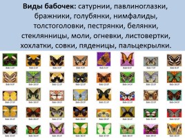Бабочки, слайд 10
