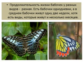 Бабочки, слайд 11