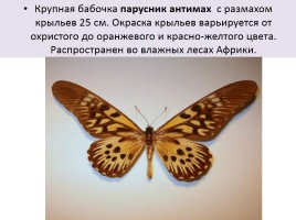 Бабочки, слайд 17